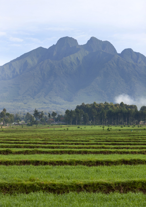 Hills over farms in the countryside, Northwest Province, Rehengeri, Rwanda