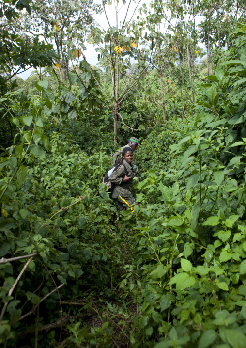 Guide in the jungle of the volcanoes national park, Northwest Province, Rehengeri, Rwanda