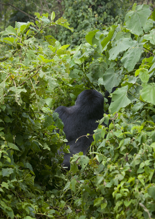 Gorilla in the jungle of the volcanoes national park, Northwest Province, Rehengeri, Rwanda