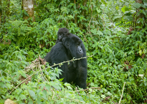 Gorilla in the jungle of the volcanoes national park, Northwest Province, Rehengeri, Rwanda