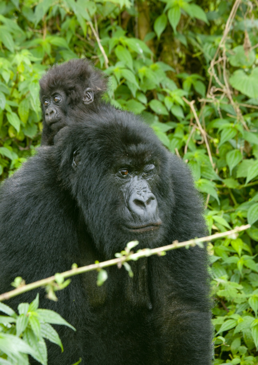 Gorilla in the jungle of the volcanoes national park, Northwest Province, Rehengeri, Rwanda