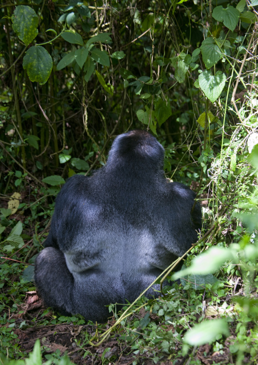 Gorilla in the jungle of the volcanoes national park, Northwest Province, Rehengeri, Rwanda