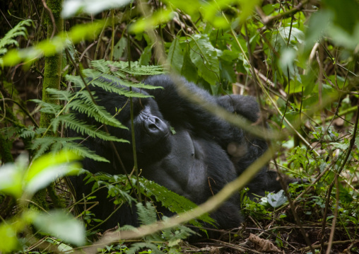 Gorilla in the jungle of the volcanoes national park, Northwest Province, Rehengeri, Rwanda