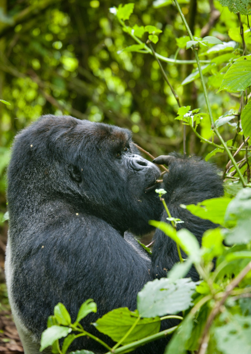 Gorilla in the jungle of the volcanoes national park, Northwest Province, Rehengeri, Rwanda