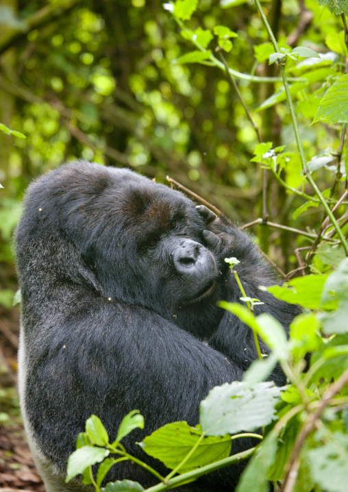 Gorilla in the jungle of the volcanoes national park, Northwest Province, Rehengeri, Rwanda