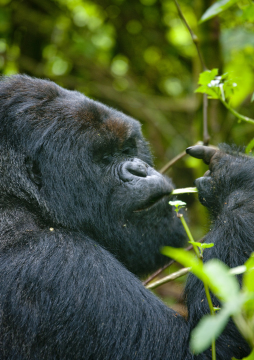 Gorilla in the jungle of the volcanoes national park, Northwest Province, Rehengeri, Rwanda