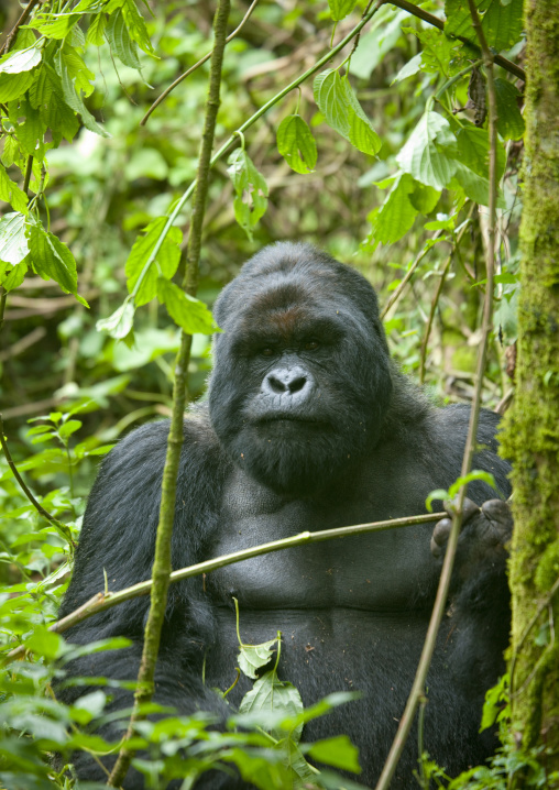 Gorilla in the jungle of the volcanoes national park, Northwest Province, Rehengeri, Rwanda