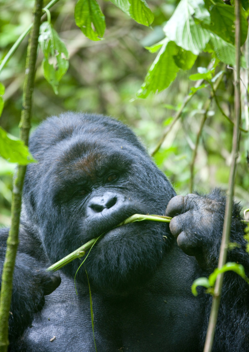 Gorilla in the jungle of the volcanoes national park, Northwest Province, Rehengeri, Rwanda