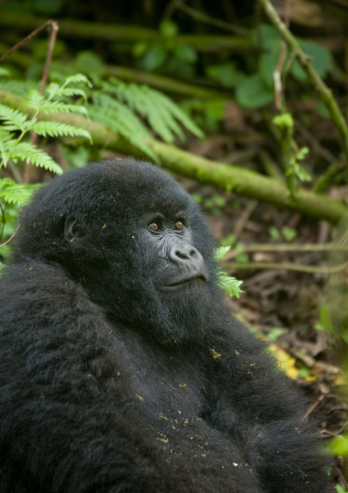 Gorilla in the jungle of the volcanoes national park, Northwest Province, Rehengeri, Rwanda