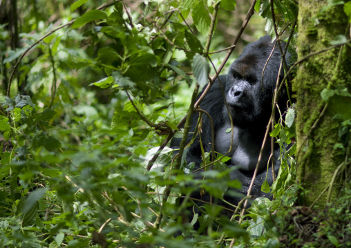 Gorilla in the jungle of the volcanoes national park, Northwest Province, Rehengeri, Rwanda