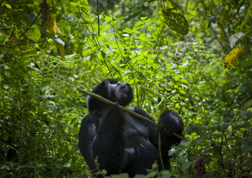 Gorilla in the jungle of the volcanoes national park, Northwest Province, Rehengeri, Rwanda