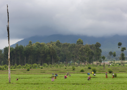 Rwandan people working in a farm in the volcanoes national park, Northwest Province, Rehengeri, Rwanda