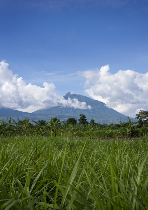 Volcanoes national park, Northwest Province, Rehengeri, Rwanda