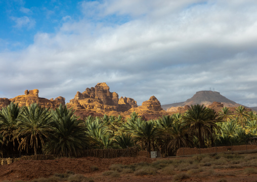 Palm trees in the oasis of jebel Dedan, Al Madinah Province, Alula, Saudi Arabia