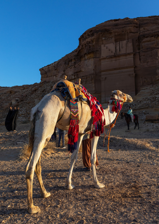 Camel in front of a tomb in al-Hijr archaeological site in Madain Saleh, Al Madinah Province, Alula, Saudi Arabia