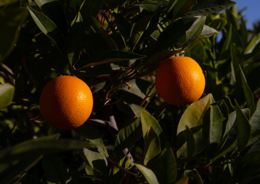 Orange tree, Al Madinah Province, Alula, Saudi Arabia