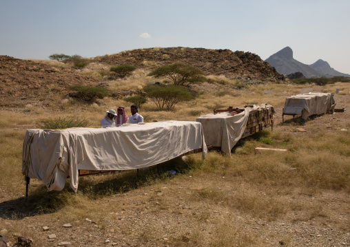 Saudi beekeepers working in the beehives, Jizan province, Addarb, Saudi Arabia