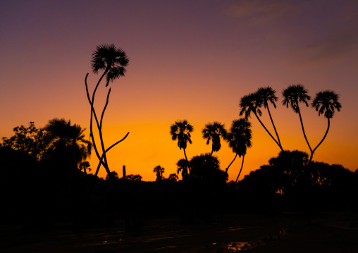 Plam trees in the sunset, Jizan province, Alaydabi, Saudi Arabia