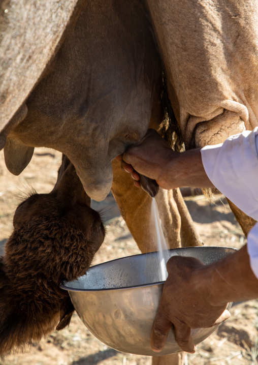 Saudi man miking a camel, Najran Province, Najran, Saudi Arabia