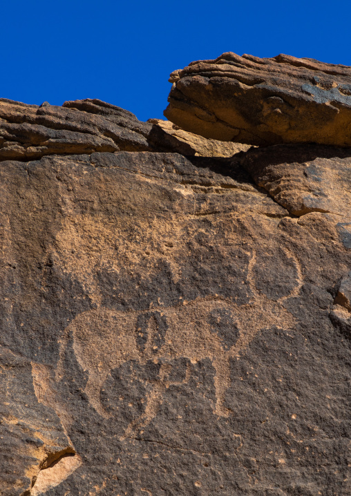 Petroglyphs on a rock depicting cows, Najran Province, Najd Khayran, Saudi Arabia