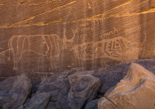 Petroglyphs on a rock depicting cows, Najran Province, Minshaf, Saudi Arabia