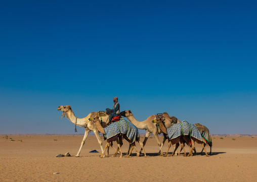 Training for camel racing in the Rub' al Khali empty quarter desert, Najran province, Hubuna, Saudi Arabia