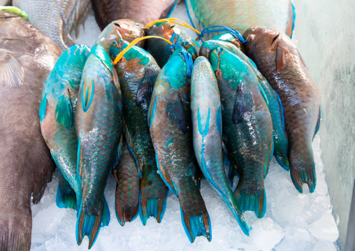 Colorful fishes in the fish market, Mecca province, Jeddah, Saudi Arabia