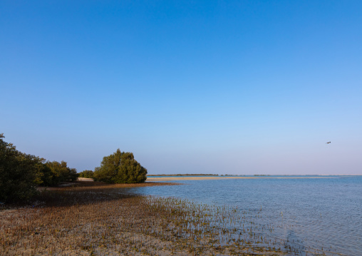 Empty beach with mangrove, Red Sea, Farasan, Saudi Arabia