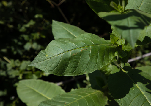 Tobacco leaves, Jizan Province, Addayer, Saudi Arabia