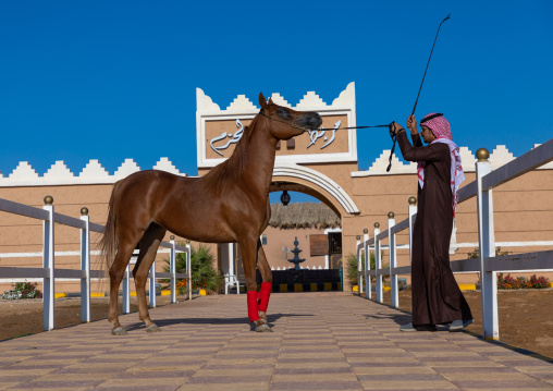 saudi man with his Arabian horse in Alhazm stud, Najran Province, Khubash, Saudi Arabia