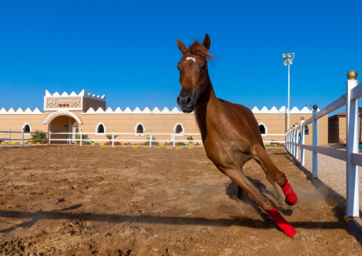 Arabian horse running in Alhazm stud, Najran Province, Khubash, Saudi Arabia