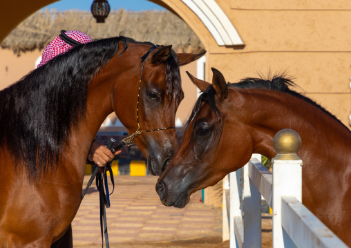 Arabian horses in Alhazm stud, Najran Province, Khubash, Saudi Arabia