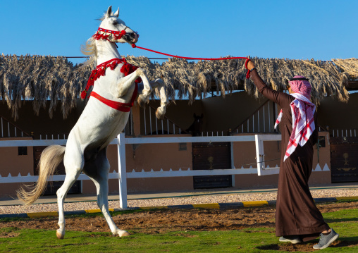 Arabian horse rearing up in alhazm stud, Najran Province, Khubash, Saudi Arabia