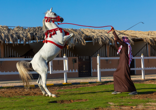 Arabian horse rearing up in alhazm stud, Najran Province, Khubash, Saudi Arabia