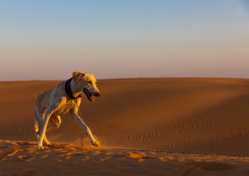 Greyhound chasing in the rub' al Khali empty quarter desert, Rub al-Khali, Khubash, Saudi Arabia