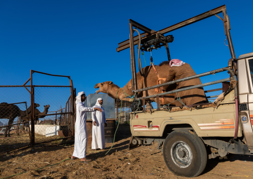 Saudi man loading a camel in a Toyota car in the camel market, Najran Province, Najran, Saudi Arabia