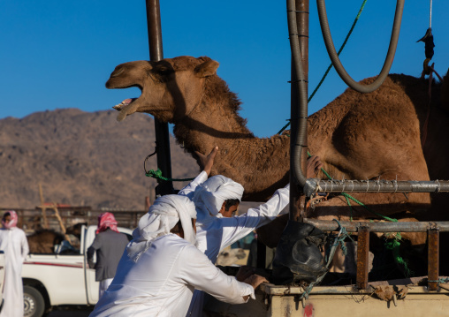 Saudi man loading a camel in a Toyota car in the camel market, Najran Province, Najran, Saudi Arabia