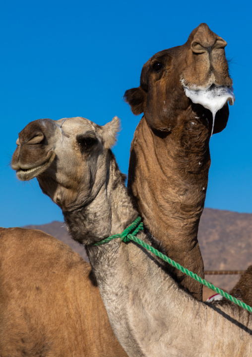 Camel in a rut, Najran Province, Najran, Saudi Arabia