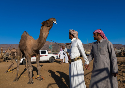 Saudi men in the camel market, Najran Province, Najran, Saudi Arabia