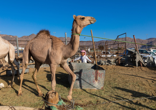 Saudi boy in the camel market, Najran Province, Najran, Saudi Arabia