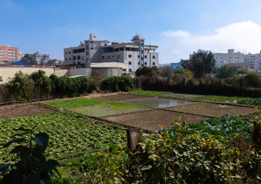 Gardens in the city center, Asir province, Abha, Saudi Arabia