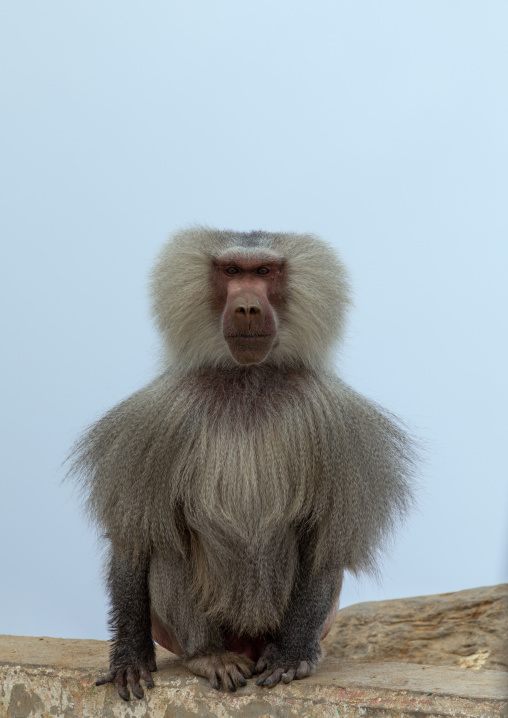 Baboon in the fog, Asir province, Abha, Saudi Arabia