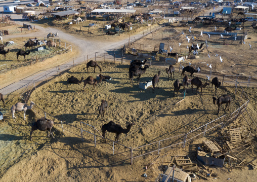 Camel market aerial view, Najran Province, Najran, Saudi Arabia