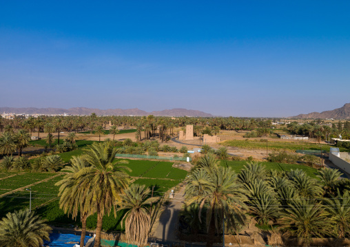 Traditional mud-bricks houses in an oasis, Najran Province, Najran, Saudi Arabia