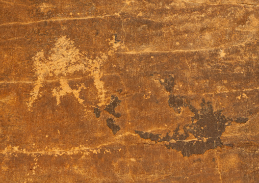 Petroglyphs depicting camels in abar himma, Najran Province, Najran, Saudi Arabia