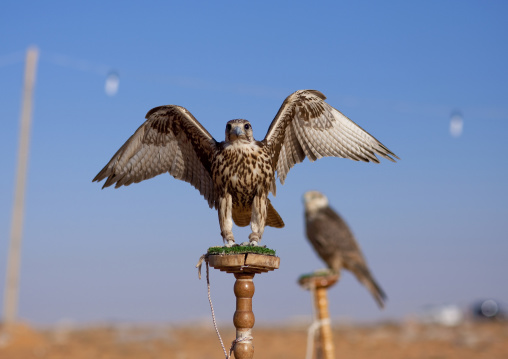 Falconry in the desert, Al-Jawf Province, Sakaka, Saudi Arabia