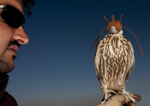 Falconry in the desert, Al-Jawf Province, Sakaka, Saudi Arabia