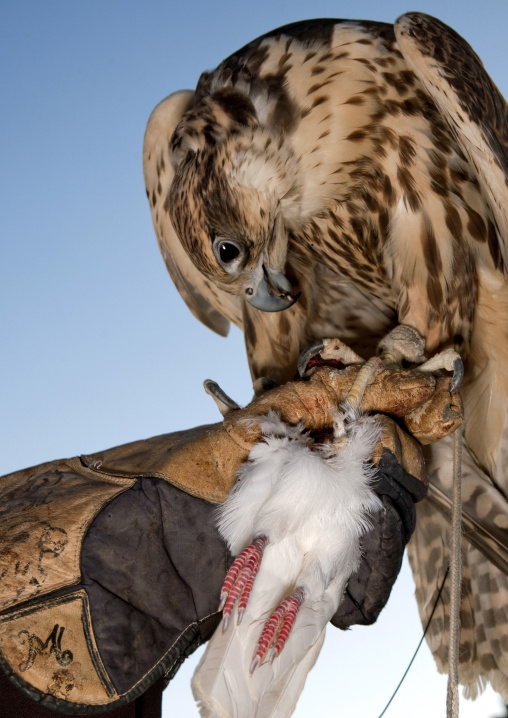 Falconry in the desert, Al-Jawf Province, Sakaka, Saudi Arabia