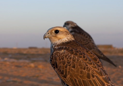 Falconry in the desert, Al-Jawf Province, Sakaka, Saudi Arabia