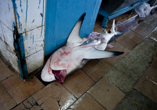 Shark on the floor of the fish market, Mecca province, Jeddah, Saudi Arabia